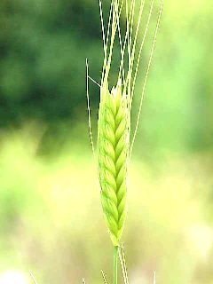 Описание: Полбяная пшеница и западная спельта - это одно растение