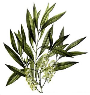 Чайное дерево (Melaleuca alternifolia). Эфирное масло. Свойства и применение.