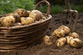 Опыт выращивания картофеля