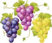 Выбираем сорта винограда