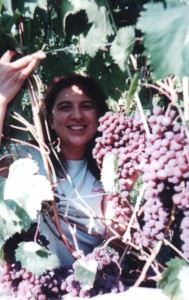 Продажа саженцев винограда