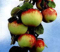 Яблоки - панацея для сердца